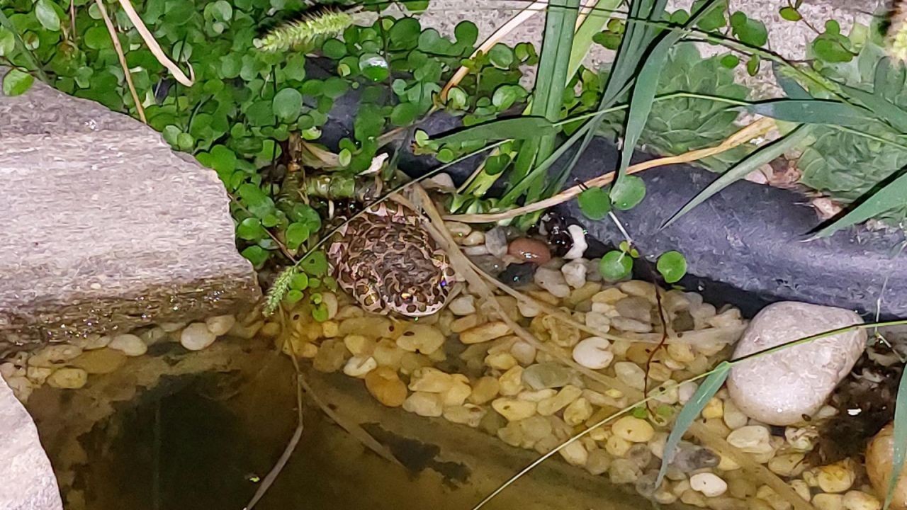 Wechselkröte in einem AmphiBiom-Teich CC0 Exe/AmphiBiom