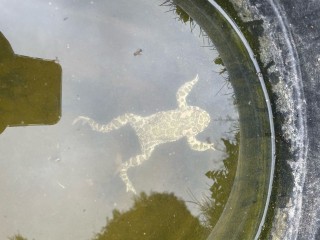 Die erste in einem AmphiBiom-Teich dokumentierte Wechselkröte. CC0 Amy/AmphiBiom