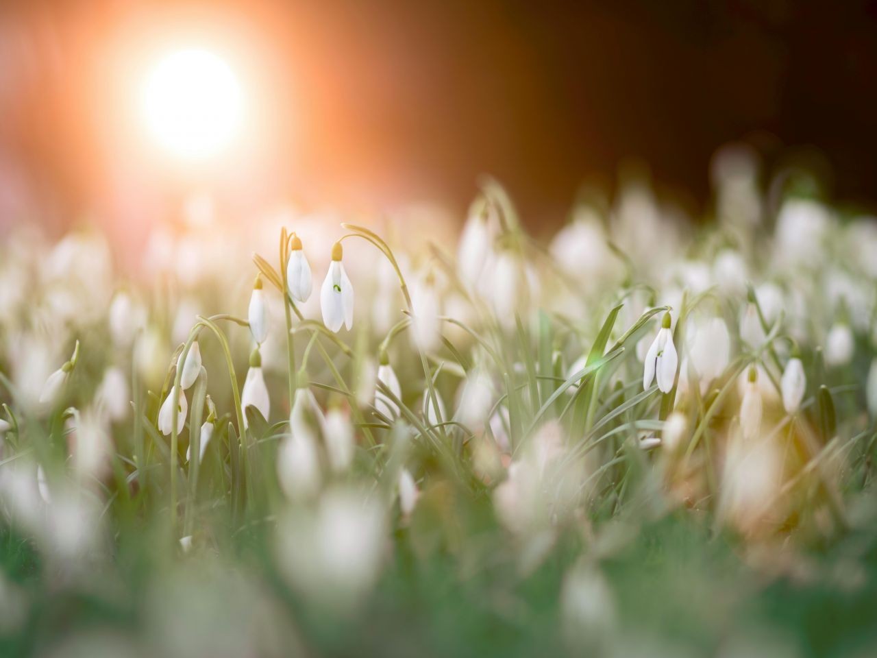 Verschieben sich, aufgrund der wärmeren Temperaturen in den Frühlingsmonaten, die Spitzenwerte bei den Meldungen überfahrener Tiere?