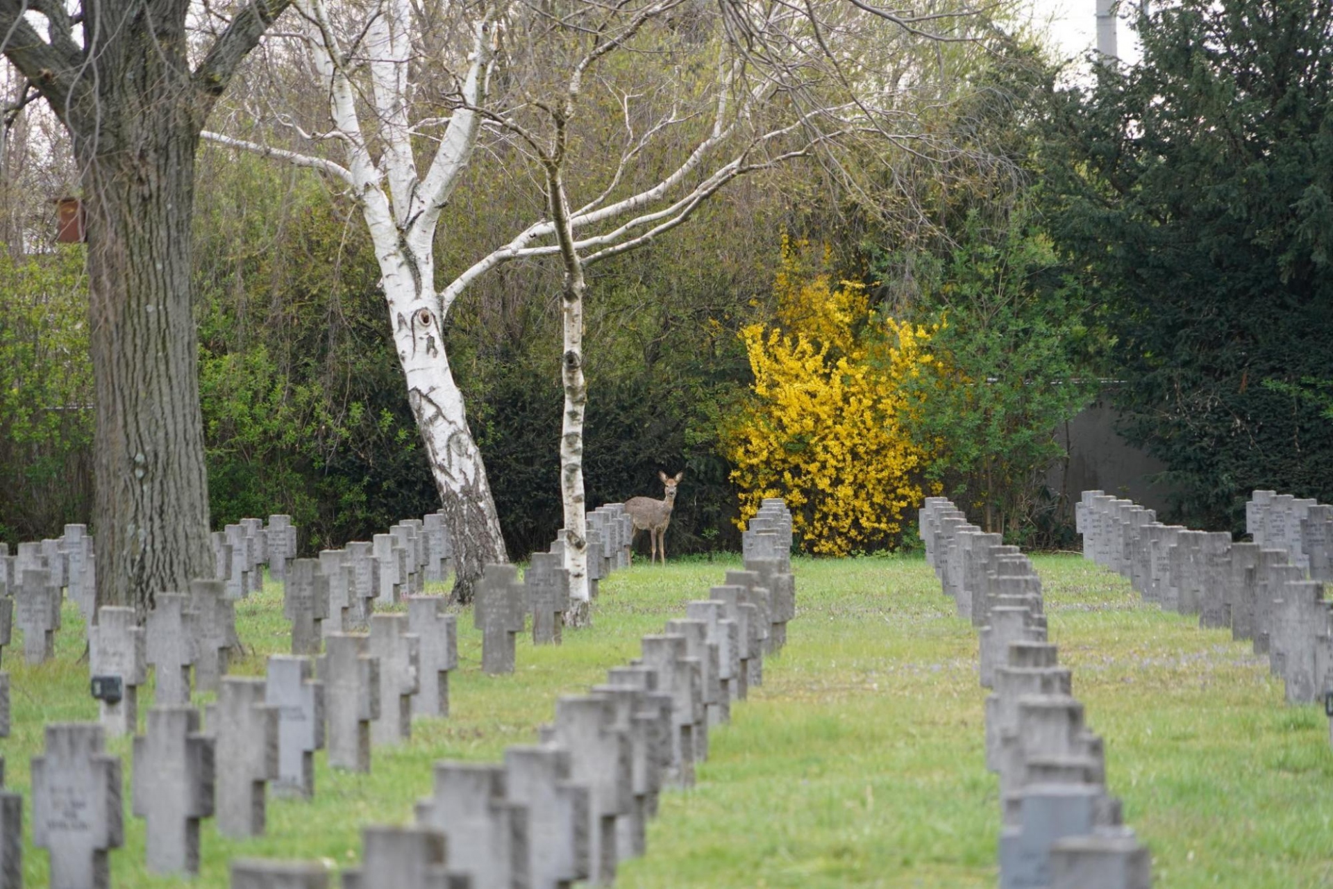 Wildlife Watching in Vienna Cemeteries