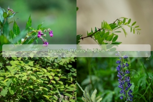 Invasive Plants in View