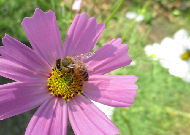 Blüten besuchende Biene 2015 Korea